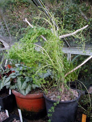 Tropaeolum tricolorum